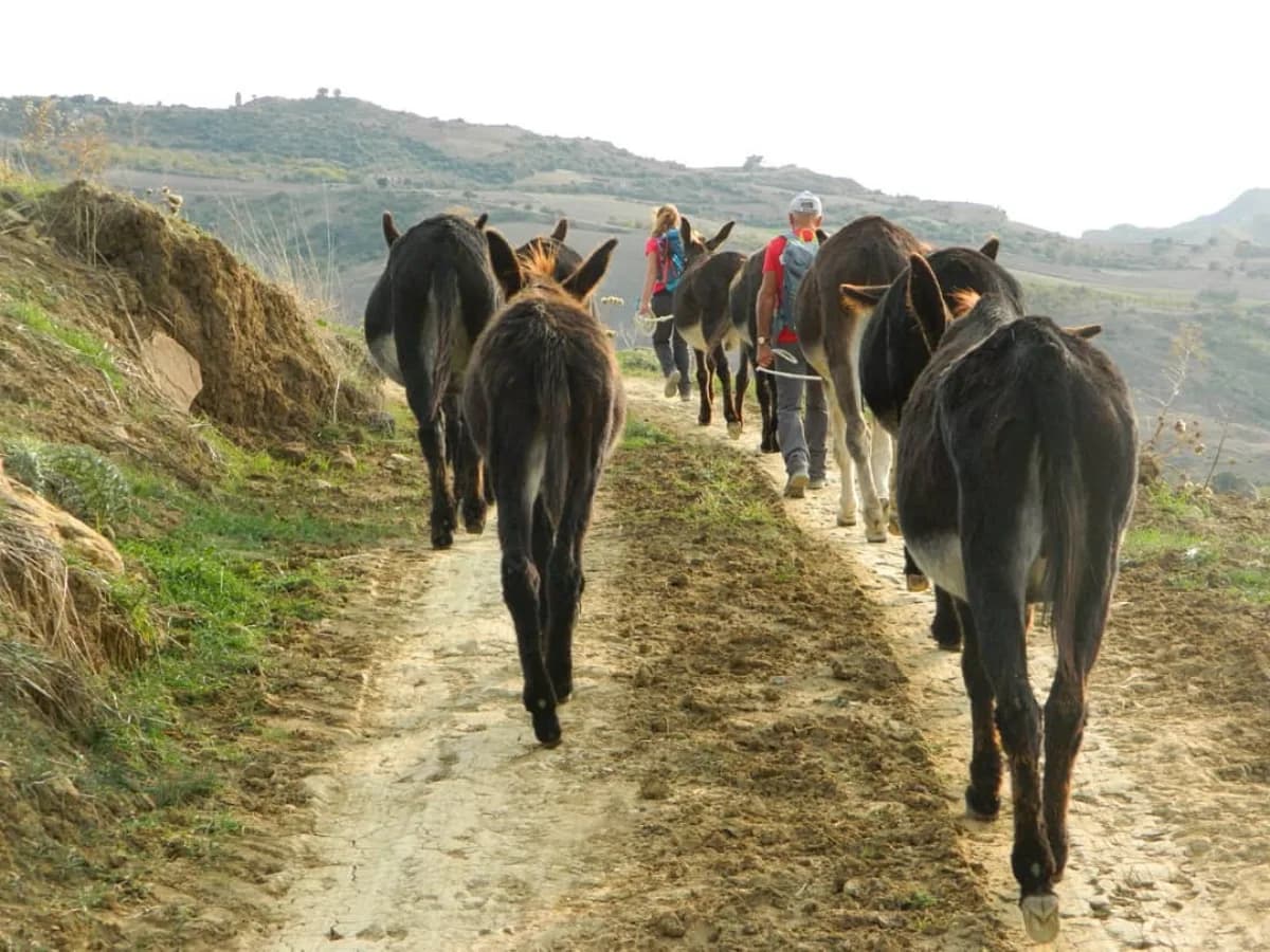 Azienda Agricola Kalat Scibet