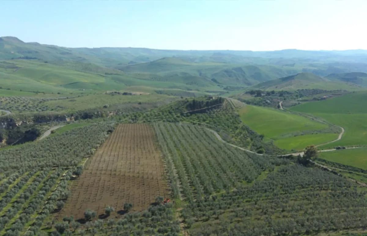Società Agricola Salsello