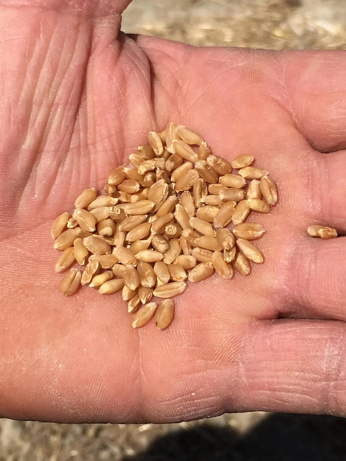 Farmer for a day: recovering and protecting biodiversity · 4