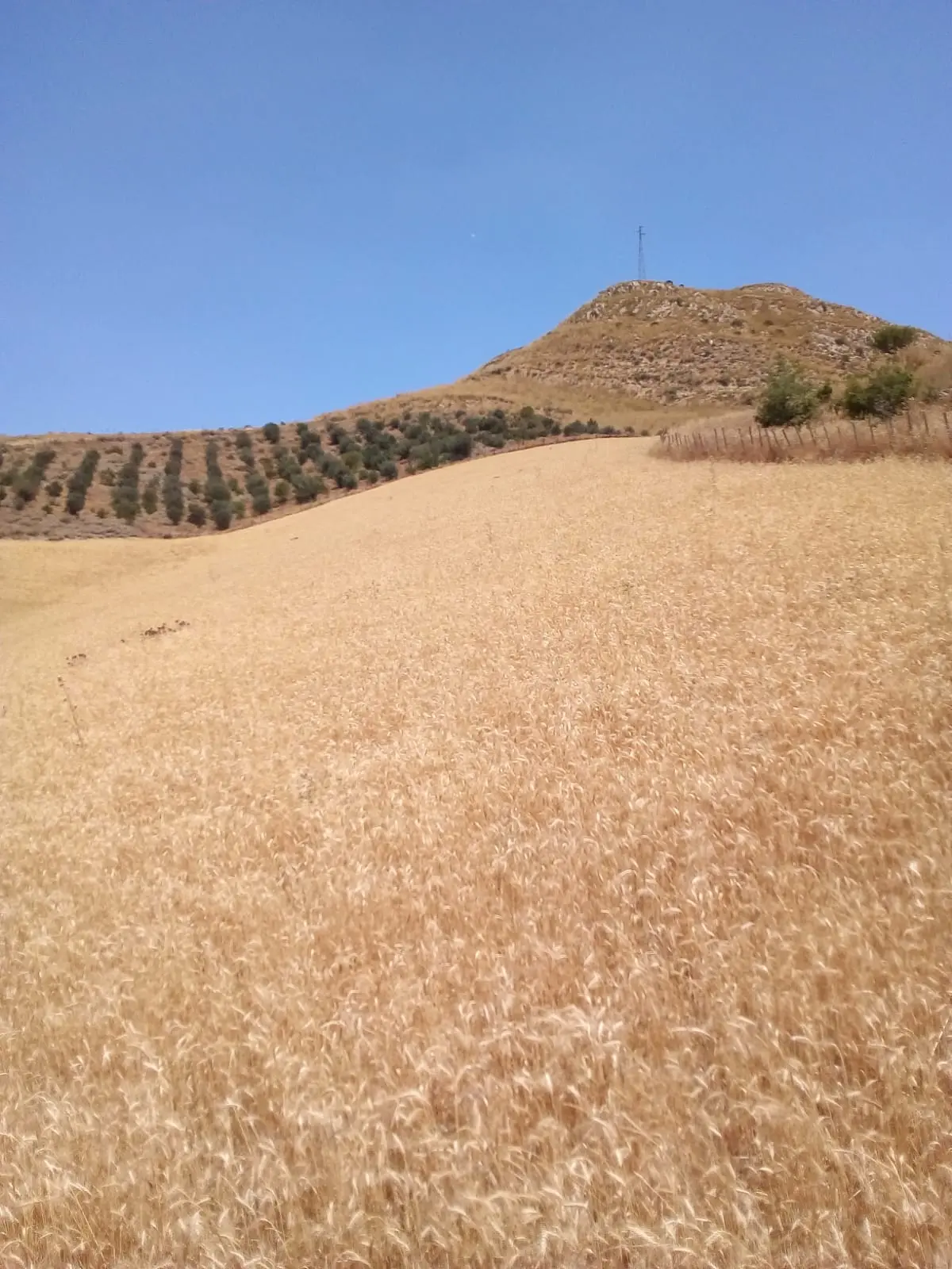 Farmer for a day: recovering and protecting biodiversity · 5