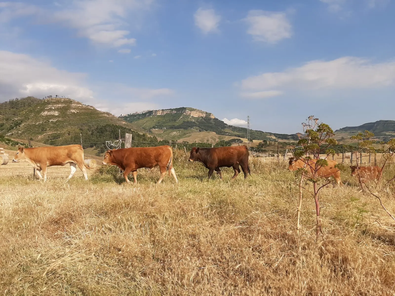 Farmer for a day: a walk among wild orchids and edible herbs · 3