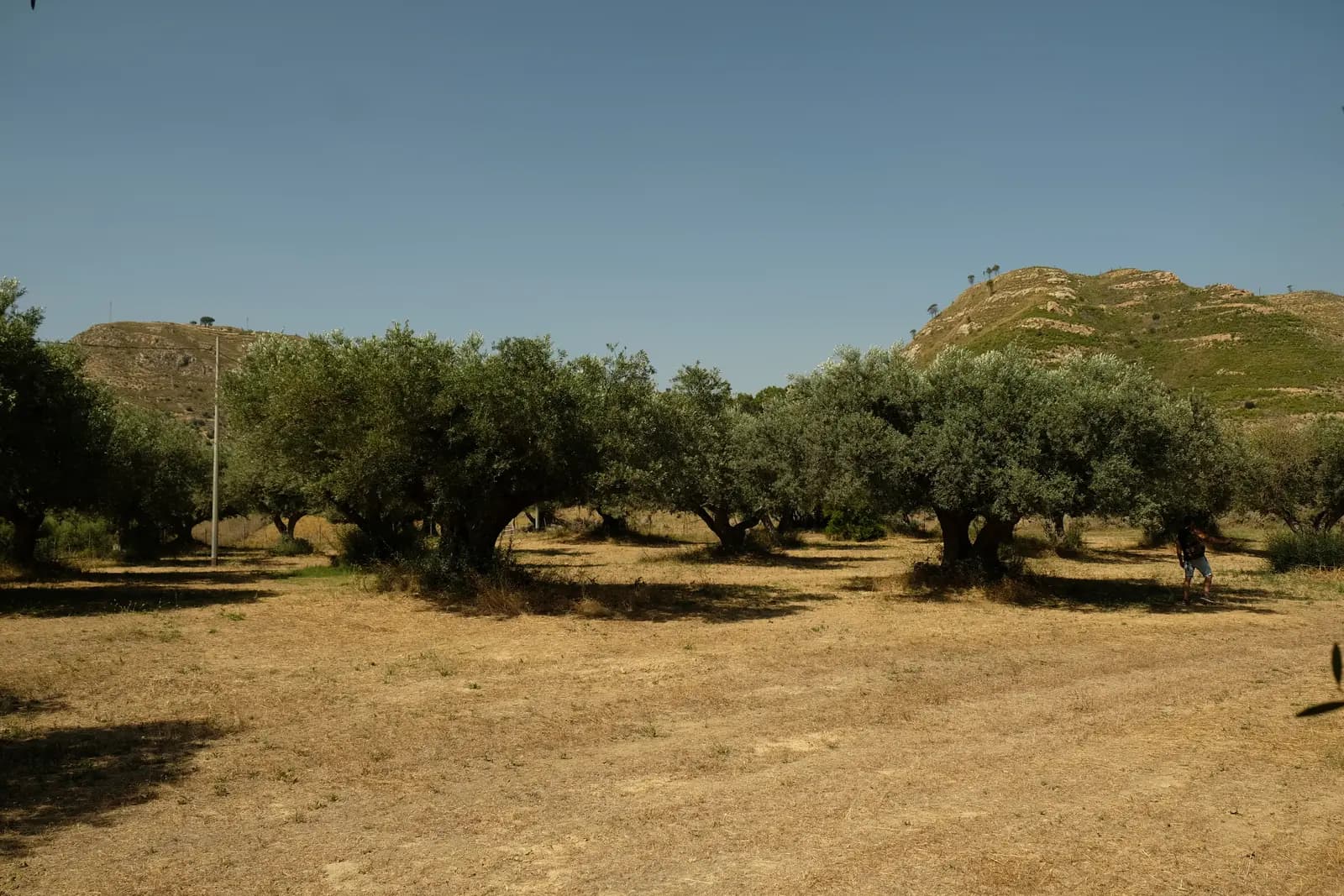 Farmer for a day: olive harvest · 2