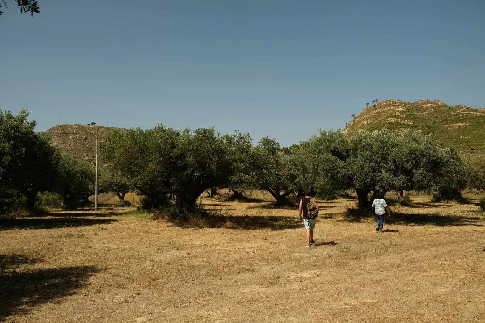 Farmer for a day: olive harvest · 3
