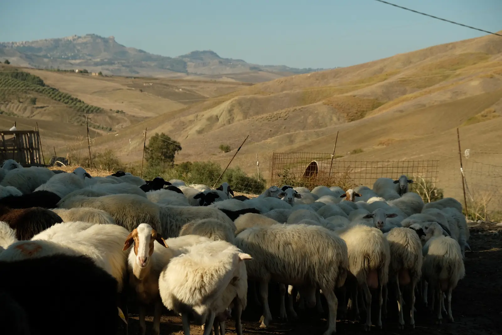 Cheesemakers for a day: the thrill of cheese, from milk to plate · 3