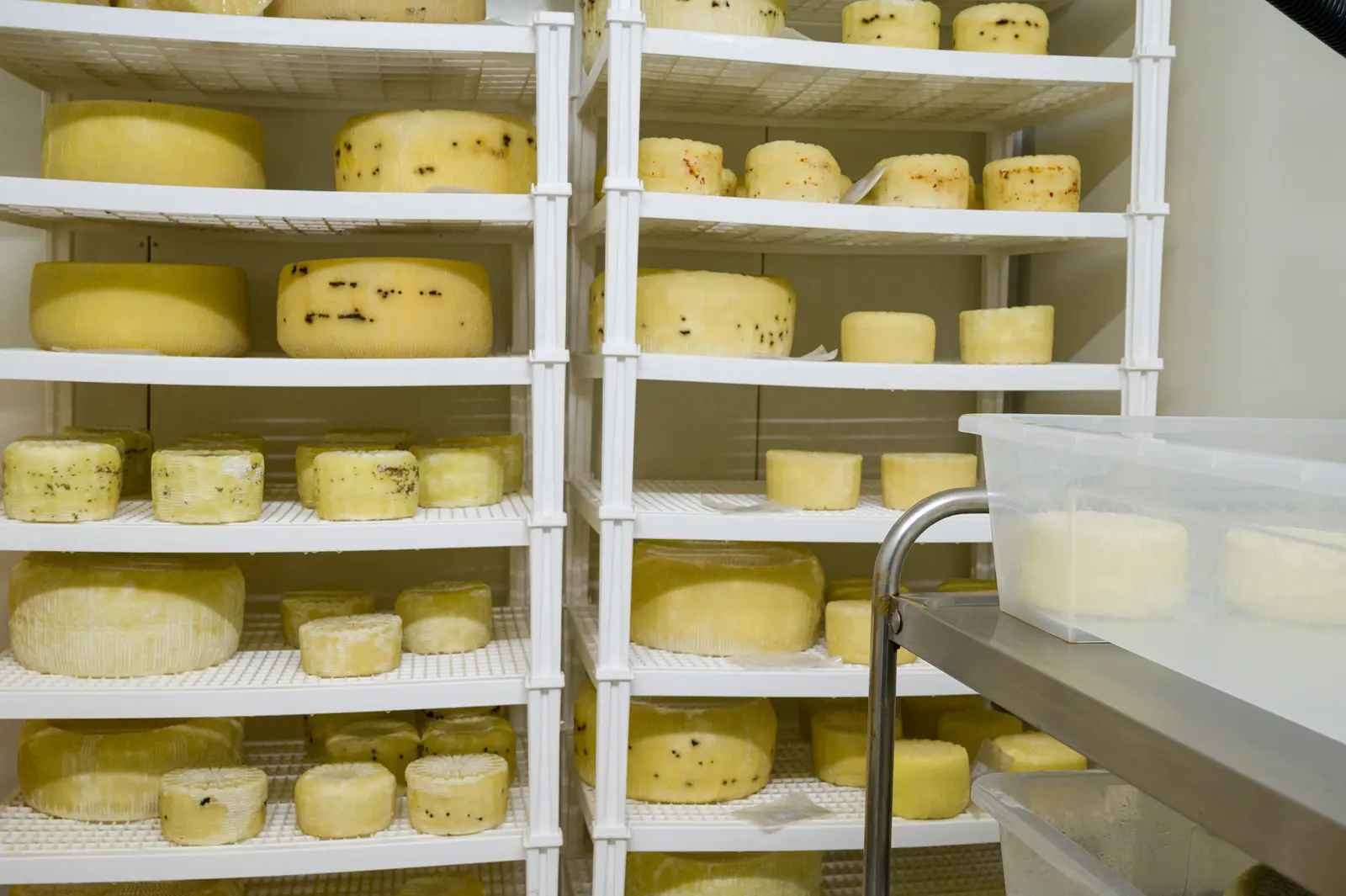 Cheesemakers for a day: the thrill of cheese, from milk to plate · 8