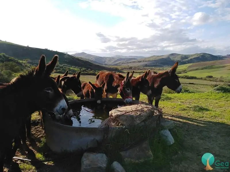 Half-day donkey trekking · 3