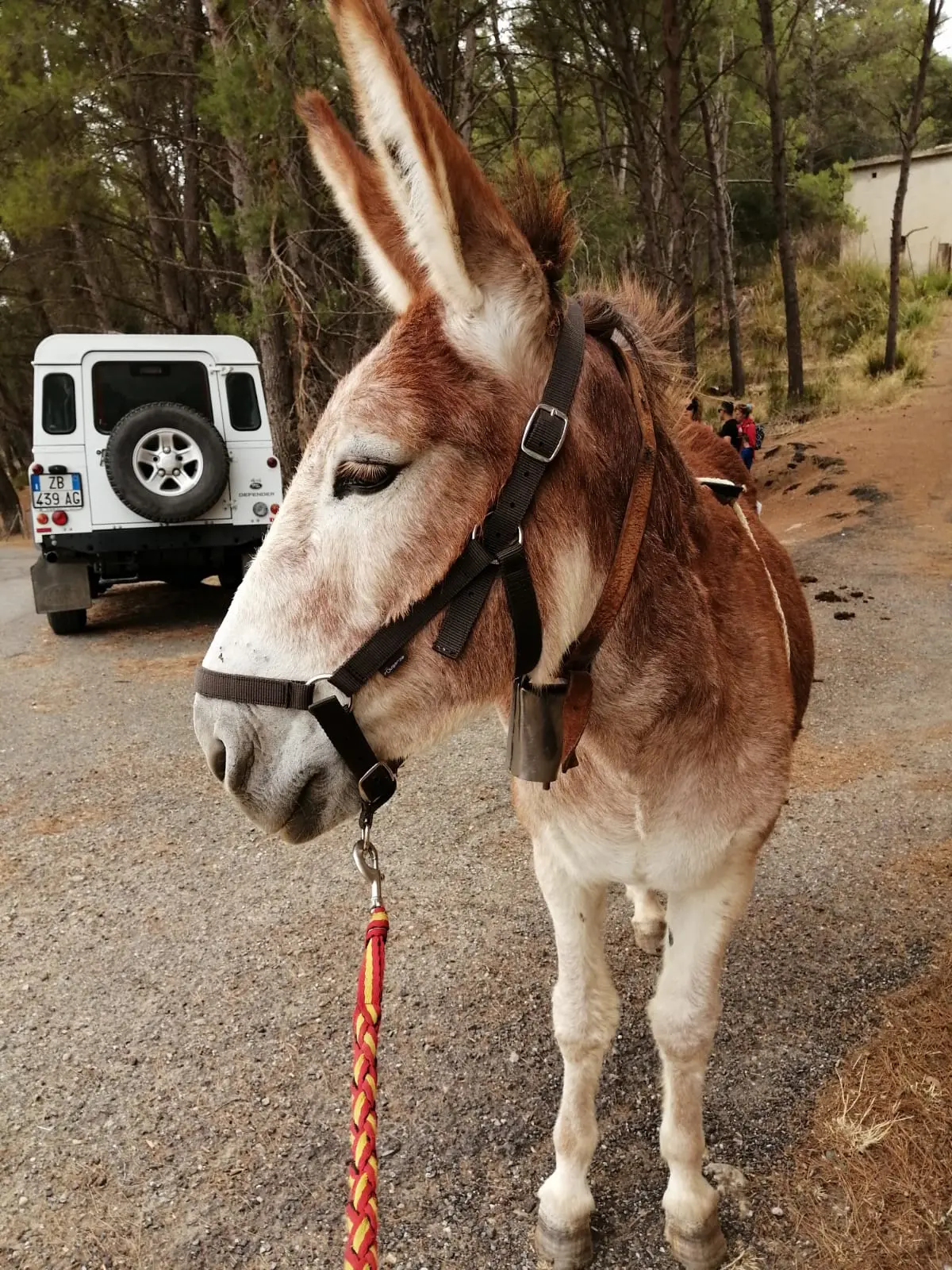 Half-day donkey trekking · 4