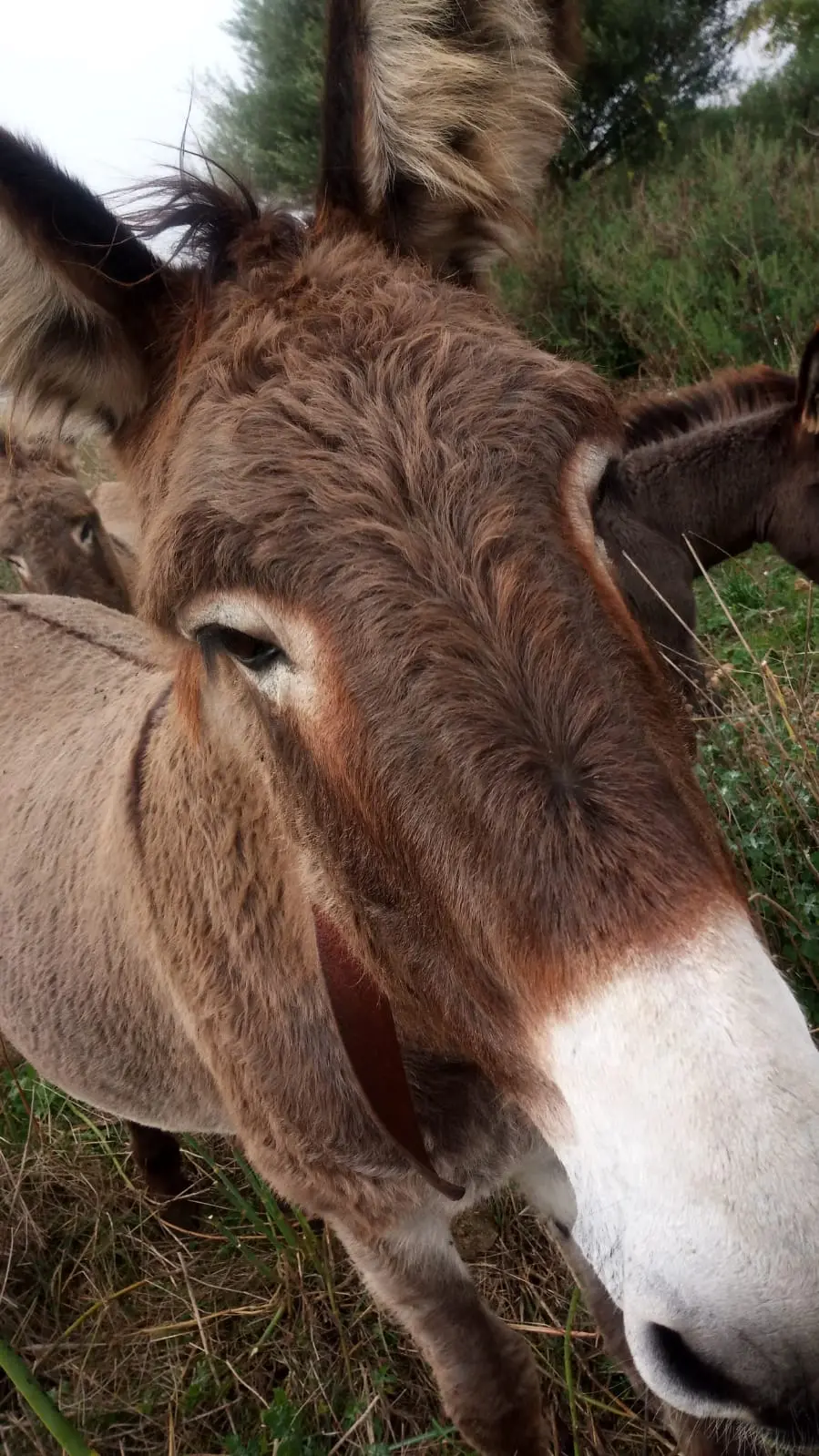 Half-day donkey trekking · 5