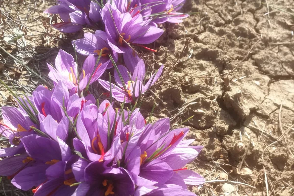 D'Angelo · Oro Rosso di Sicilia