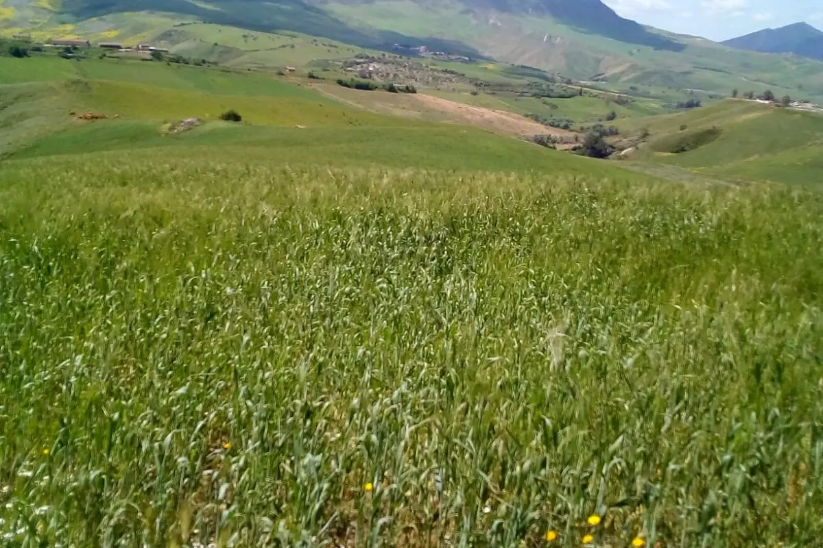 Farmer for a day: a walk among wild orchids and edible herbs
