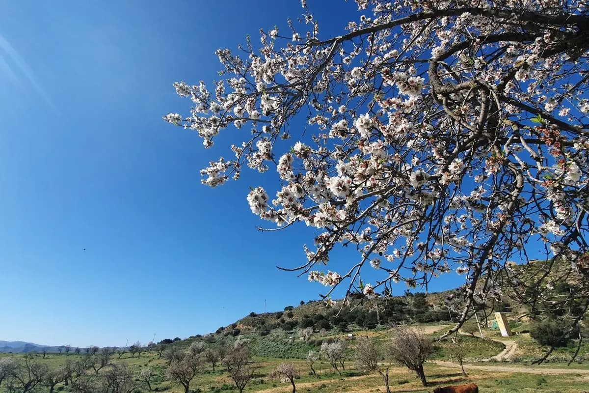 Farmer for a day: almond harvest