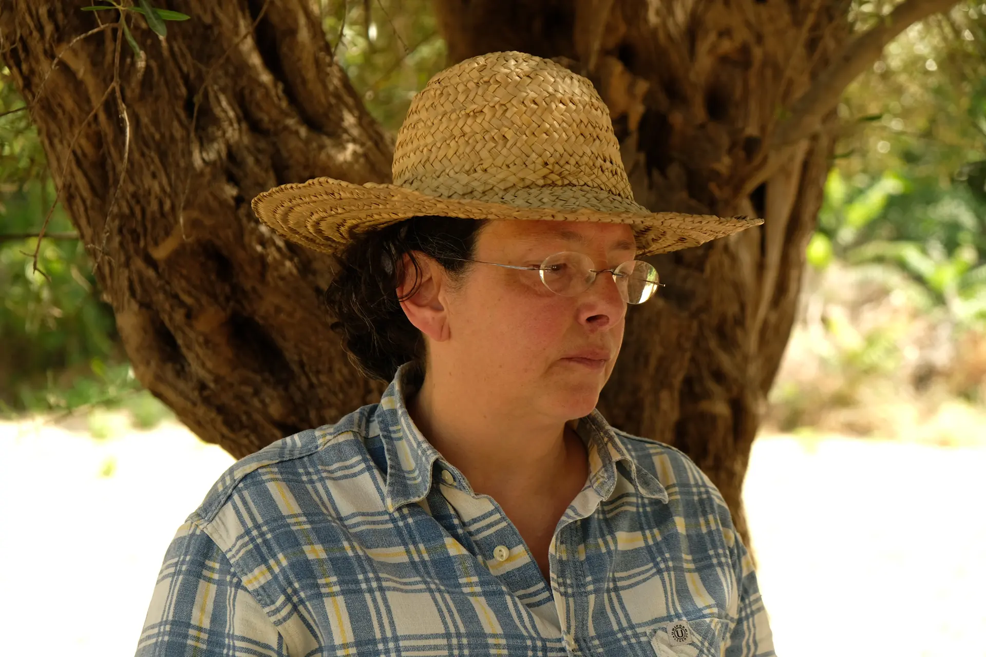 Farmer for a day: olive harvest