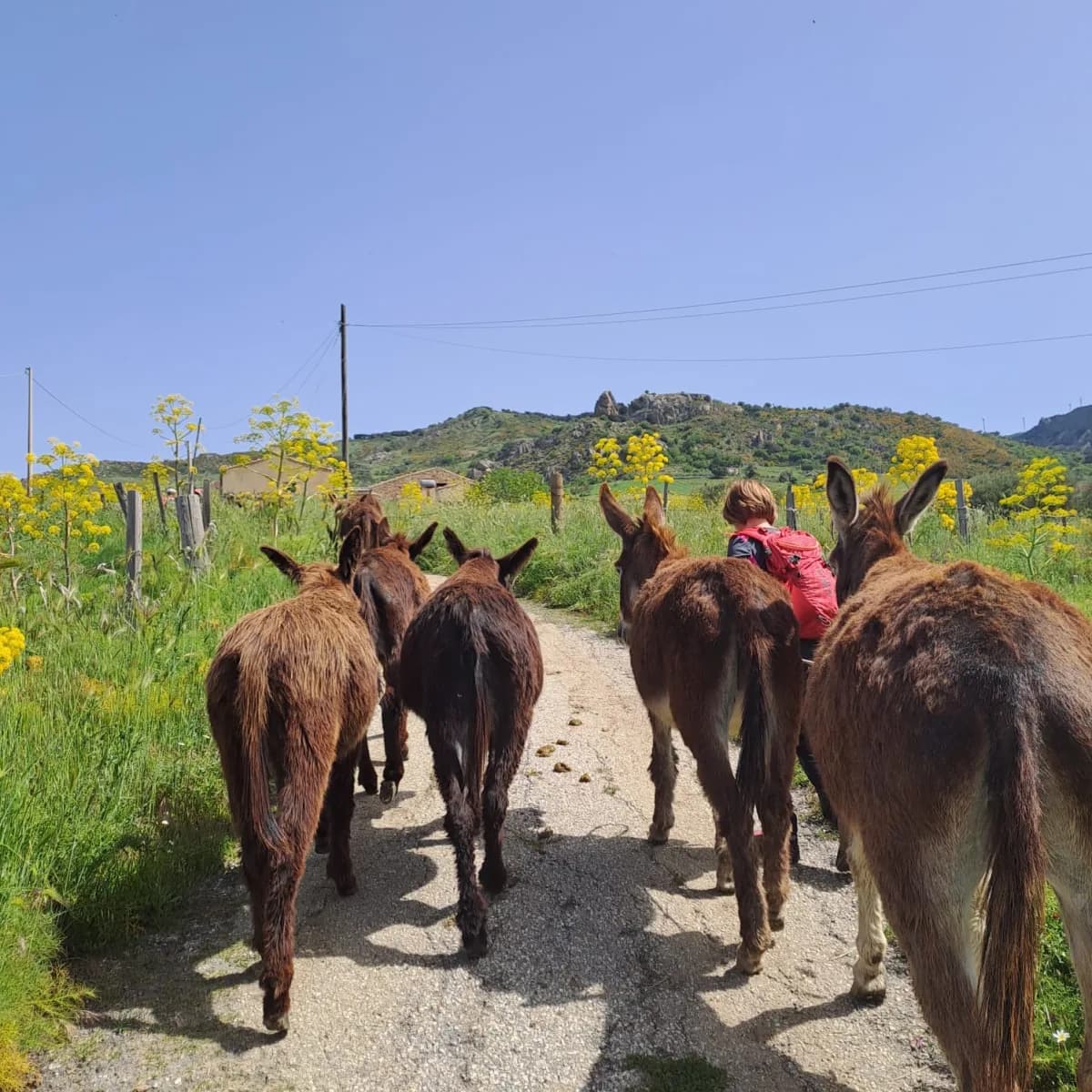 Trekking someggiato di mezza giornata